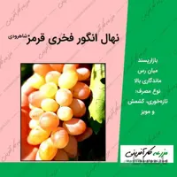 نهال گلدانی انگور فخری قرمز شاهرودی