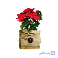 گیاه طبیعی بنت قنسول گلباران سبز گیلان مدل GN12-23K
