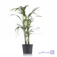 گیاه آپارتمانی اریکا ارتفاع 70 سانت