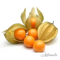 بذر فیسالیس نارنجی بسته ۱۰ عددی