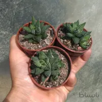 هاورتیا کونکولور مینیاتوری