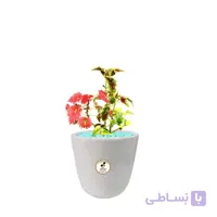 گیاه طبیعی حسن یوسف ابلق کوچک