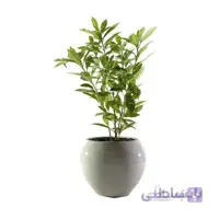 خرید گل آنلاین – آکوبا یا شمشماد ژاپنی