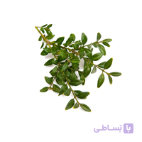 گیاه مورد بسته‌ی 100 گرمی