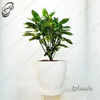 سفارش گل آنلاین – آکوبا طرح A-061