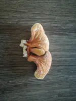 قارچ گانودرما