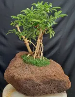 بنسای(بونسای) شفلرا صخره ای
