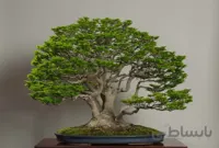 بذر بونسای کاج زرد آمریکایی ( اورجینال )