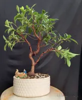 بنسای(بونسای) فیکوس رتوزا کلکسیونی ۱۵ ساله ا Ficus bonsai