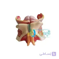 خرید، قیمت و مشخصات مولاژ دستگاه تناسلی زن