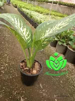 گل دیفن باخیا ا Dieffenbachia