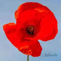 بذر گل شقایق