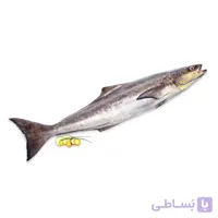 ماهی سوکلا (ماهی سکن)