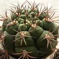 بذر ژمینو بروچی (عمده) | Gymnocalycium bruchii