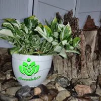 گل پتوس ارتشی ا pothos