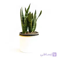 گیاه سانسوریا کراواتی ابلق