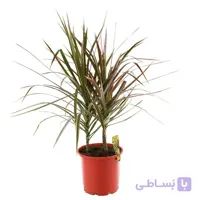 گل دراسنا پرچمی سطل 12