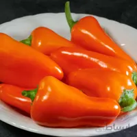 بذر فلفل سانتافه