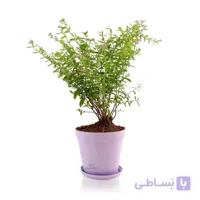 گیاه لافسونیا در گلدان پلاستیکی 1200 مدل شهرآذین