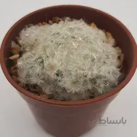 پلومزا بچه زا بسیار زیبا و کلکسیونی