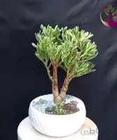 بنسای(بونسای) کراسولا گالوم (سم اسبی) پانزده ساله ا Kerasula galum bonsai