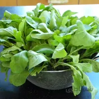 بذر برگ تربچه