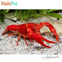 میگو لابستر قرمز