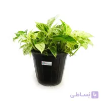 گیاه پتوس مرمری