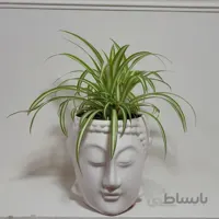 گندمی