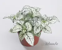 بذر F1 گلسنگ رقم confetti compact white