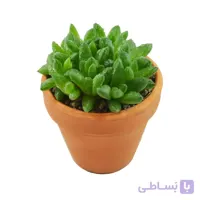 هاورتیا هاورتیا سیمبی فورمیس با گلدان سفالی 8