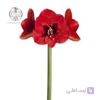 پیاز گل آماریلیس