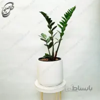 سفارش گل آنلاین – زاموفیلیا طرح Z-040