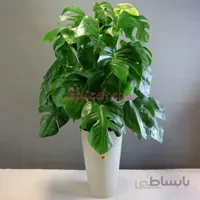برگ انجیری باگلدان تورینگ