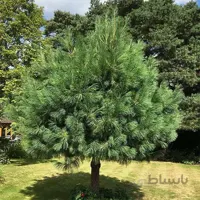 بذر کاج والیچیان
