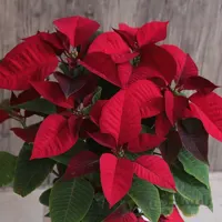 گیاه بنت قنسول