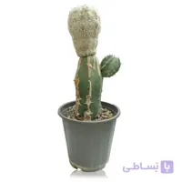 کاکتوس آستروفیتوم آستریاس سوپرکاپوتو وی تایپ ارتفاع 57 سانتی متر
