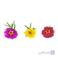 بذر گل ناز افتابی الوان