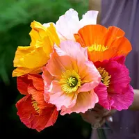بذر گل خشخاش ایسلندی ( اورجینال )