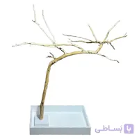 درختچه خزیدن طوطی