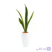 گیاه سانسوریا ابلق به همراه گلدان سفال