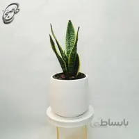 سفارش گل آنلاین – سانسوریا کراواتی ابلق طرح S-010