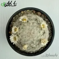 کاکتوس مامیلاریا پلاموزا CMP000731