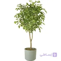 فیکوس بلک بنجامین پیوندی