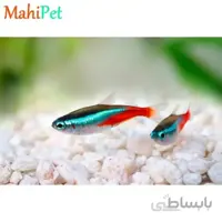 تترا نئون آبی سوپر