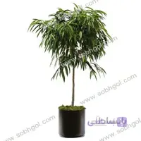 بنجامین آمستل B02 ( ارسال رایگان )
