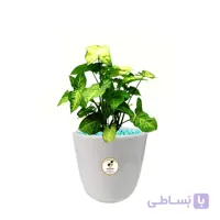 گیاه طبیعی سینگونیوم متوسط