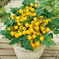 بذر گوجه چری زرد