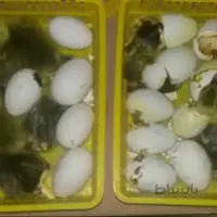 سبد هچر مخصوص دستگاه جوجه کشی 30 در 30