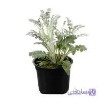گیاه ابری نقره ای